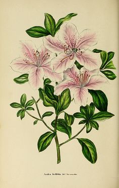 an illustration of pink flowers with green leaves on a white background, from the natural history of plants