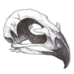 a drawing of a bird's skull with its beak open