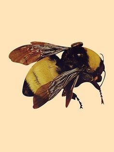 a yellow and black bee sitting on top of it's back legs in the air