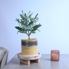 a potted plant sitting on top of a wooden stand