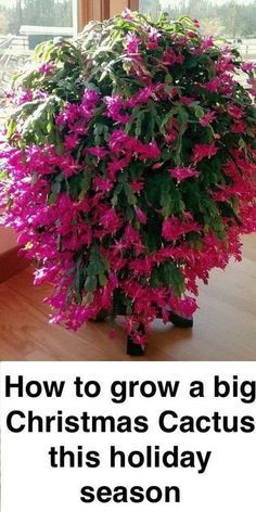 a large potted plant sitting on top of a wooden table