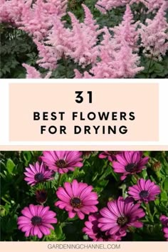 pink flowers with text overlay that says 30 best flowers for drying in the garden