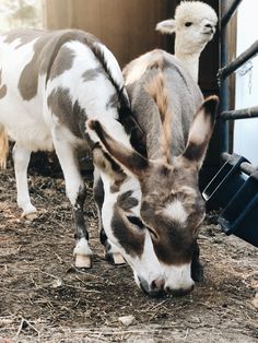 two donkeys are eating hay from the ground