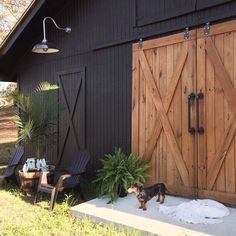 a dog is standing in front of a barn with two chairs and a potted plant