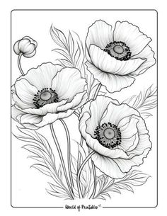 three poppies in black and white ink on paper