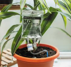 a potted plant with a water bottle attached to it