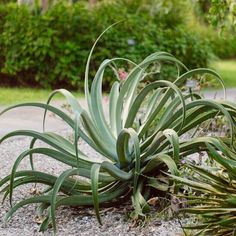 Octopus Agave (7918091075839) Ficus Nitida, Tall Succulents, Succulent Leaves, California Colors, Tall Flowers, Agave Plant, Coastal Gardens, Flower Spike, Sun And Water