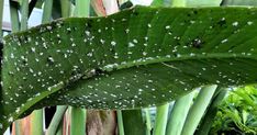 some white spots on a green leaf