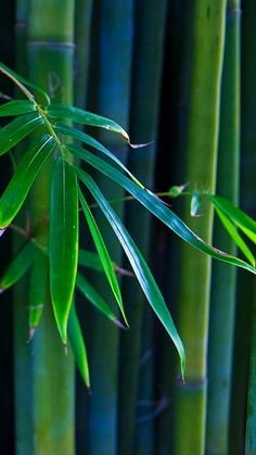 the green leaves of a bamboo tree