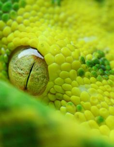 a close up view of a green and yellow snake's eye