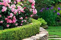 pink roses are growing in the middle of a stone garden wall with green grass and stepping stones