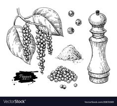 pepper grinder and spices on white background with hand drawn illustration in vintage engraving style