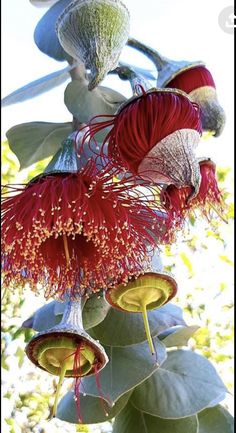 red and white flowers hanging from a tree