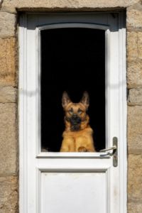 a dog is sitting in the window looking out