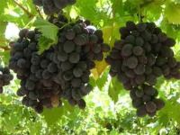 bunches of grapes hang from the branches of a tree