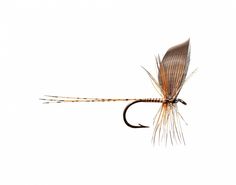 a brown and black fly with long legs on it's tip, against a white background