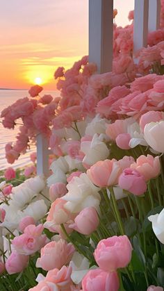 pink and white tulips line the railing of a balcony overlooking the ocean at sunset