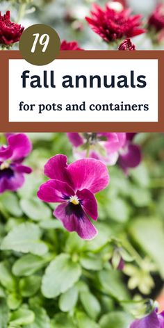 fall flowers in a pot Fall Annuals For Pots, Flowers For Pots, Annual Flower Beds, Fall Pots, Flower Fertilizer, Fall Container Gardens, Ornamental Cabbage