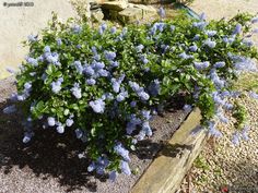 some blue flowers are growing in a garden