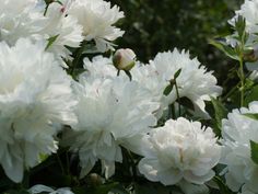 white flowers with green leaves in the background