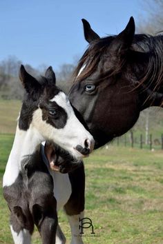 two black and white horses standing next to each other on a lush green grass covered field