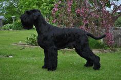 a large black dog standing on top of a green grass covered field next to flowers