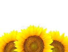 three yellow sunflowers on a white background