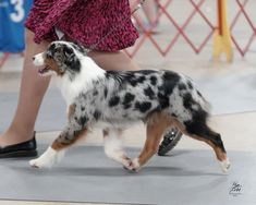 a dog is being walked by a woman on a leash at the westminster dog show