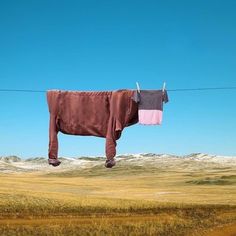 a brown cow standing on top of a dry grass field next to a blue sky