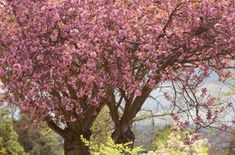 a pink tree with lots of flowers in the middle of it's blooming branches