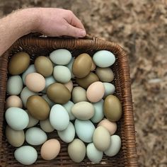 a person holding a basket filled with eggs