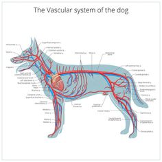 a diagram of the dog's body and its major blood vessels, labeled in red