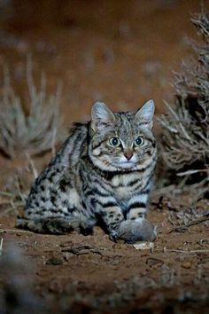 a striped cat sitting on the ground next to bushes