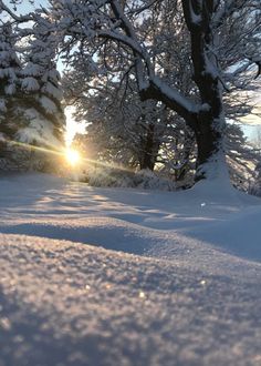 the sun is shining through the trees in the snow