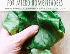 a hand holding lettuce leaves with text overlay reading tips for micro homeseaders