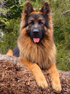 a large brown and black dog laying on top of a pile of wood shaving