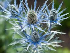 a close up of a blue flower on a plant