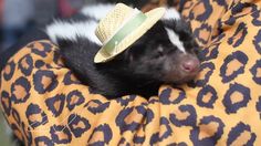 a small black and white animal with a hat on it's head