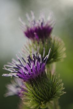 closeup of purple flowers with blurry background