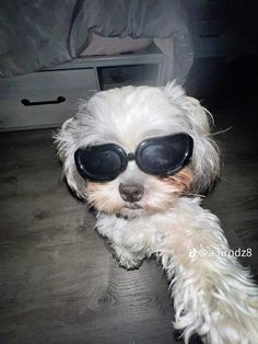 a small white dog wearing sunglasses on top of a wooden floor