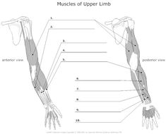 muscles labeled in the upper limb and lower limb, with labels on each arm showing their location