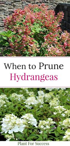 flowers and shrubs with the title, when to prune hydrangeas