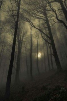 the sun shines through the foggy trees