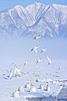 a flock of birds flying over snow covered ground with mountains in the backgroud