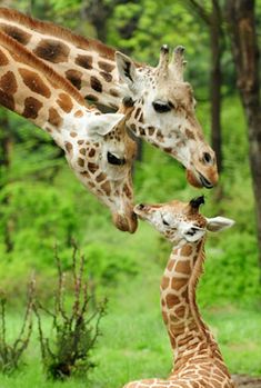 two giraffes are standing next to each other in the grass and trees