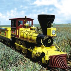 a yellow and red train traveling through a corn field