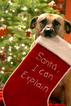 a dog with a santa hat holding a sign that says, santa i can explain