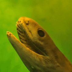 an image of a fish in the water looking up at it's head with its mouth open