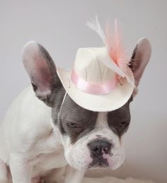 a small dog wearing a white hat with pink feathers