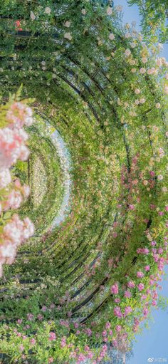 an artistic view of trees and flowers from the ground